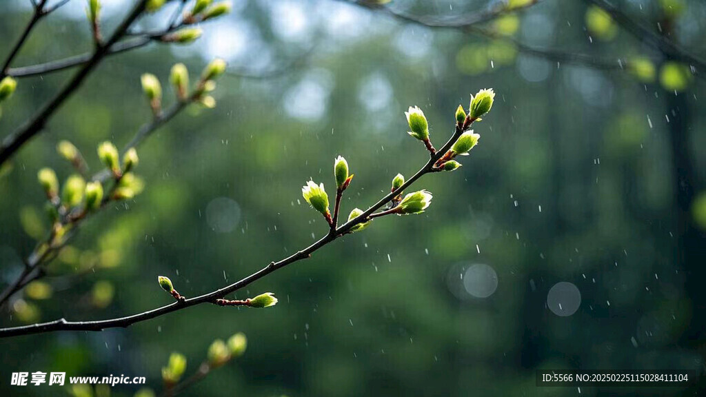樹枝上的新芽