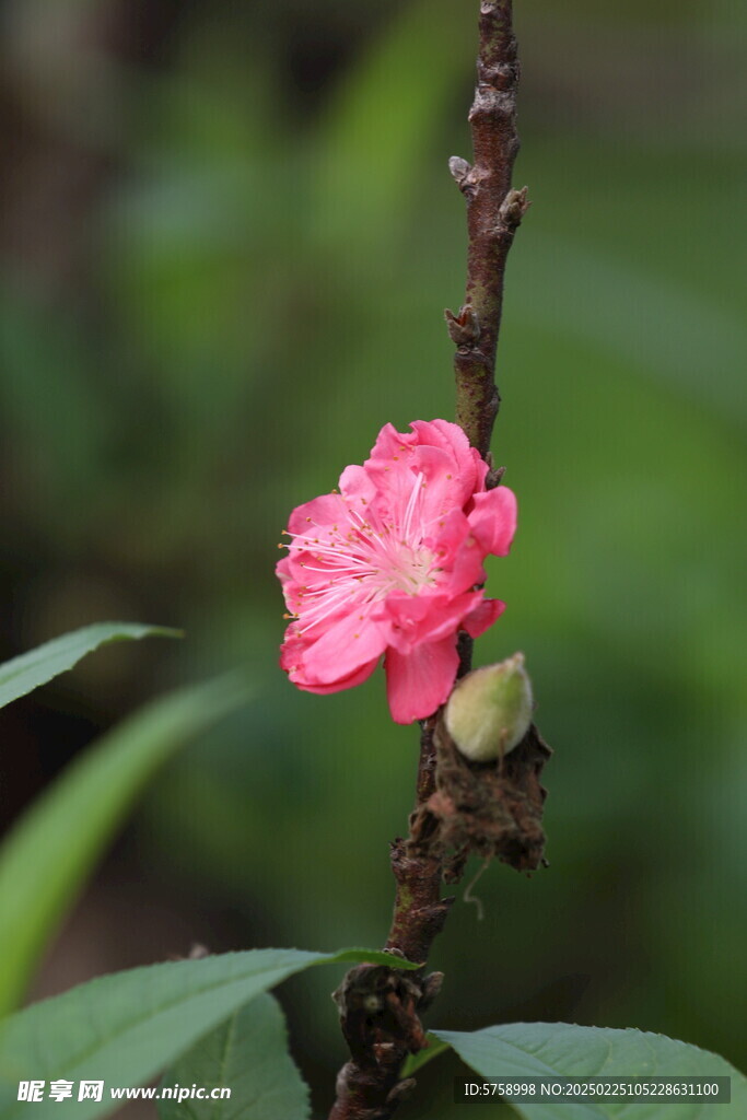 唯美桃花