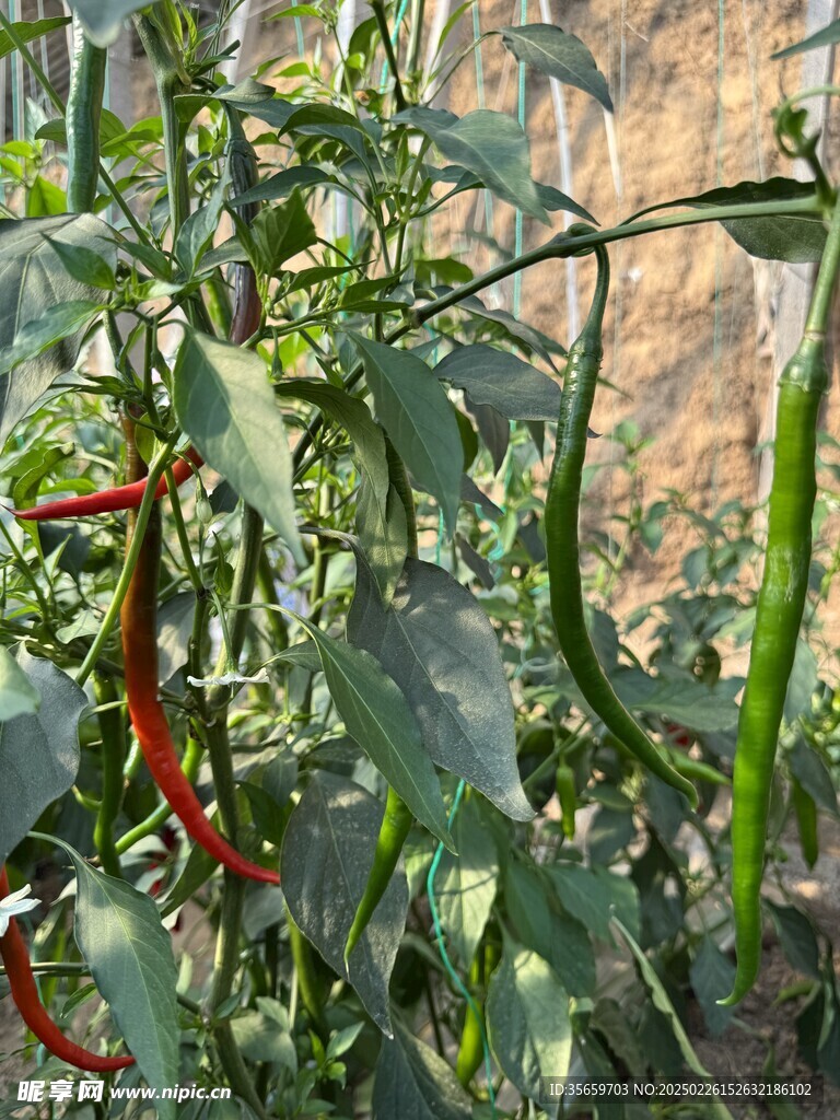 線椒 杭椒