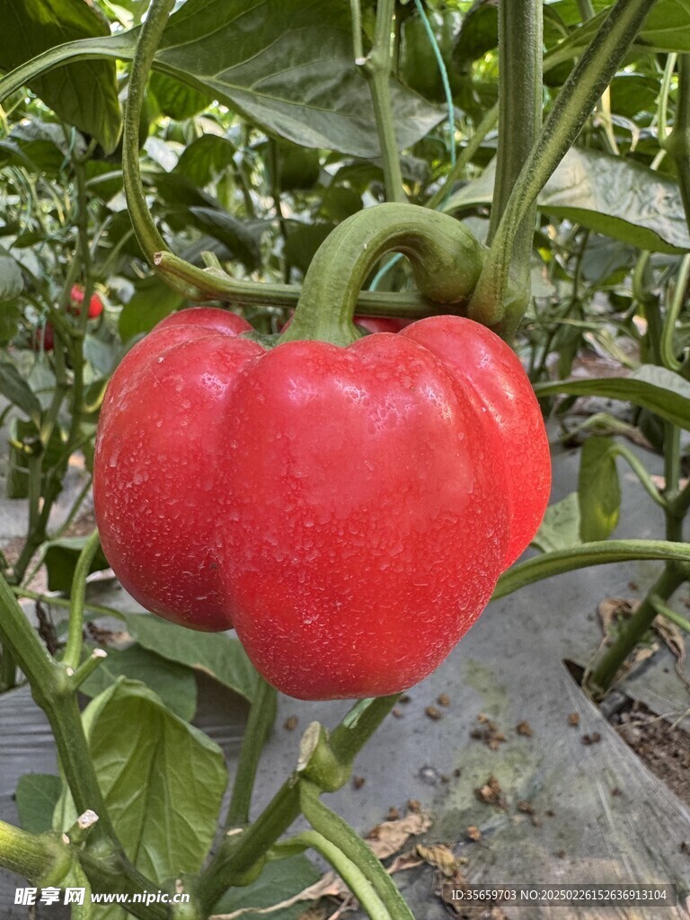 紅色彩椒