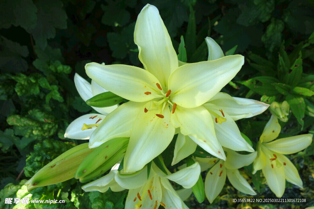 百合花