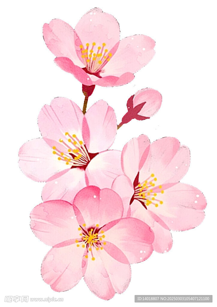 櫻花png
