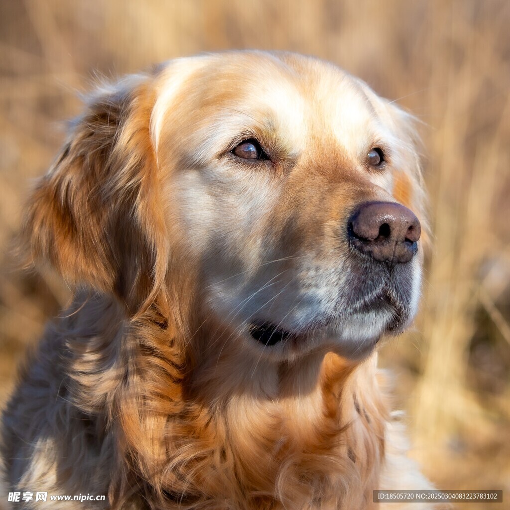  金毛獵犬