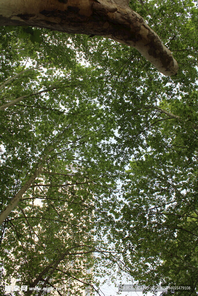 校園大樹