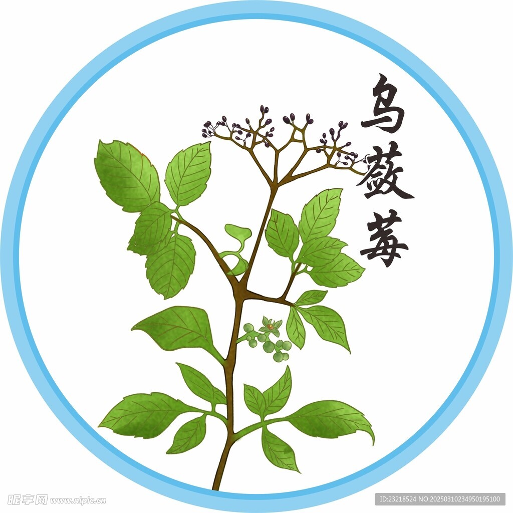烏蘞莓