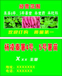 紅薯