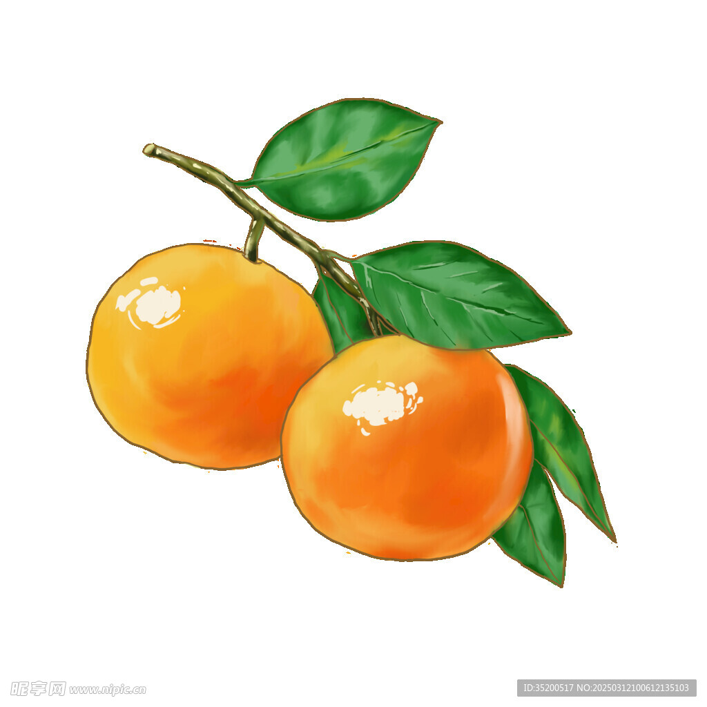 橘子插畫