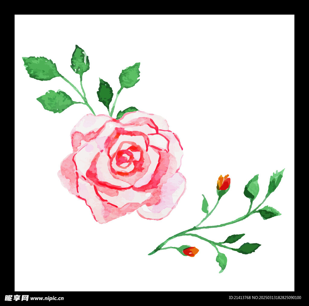 月季花朵花卉