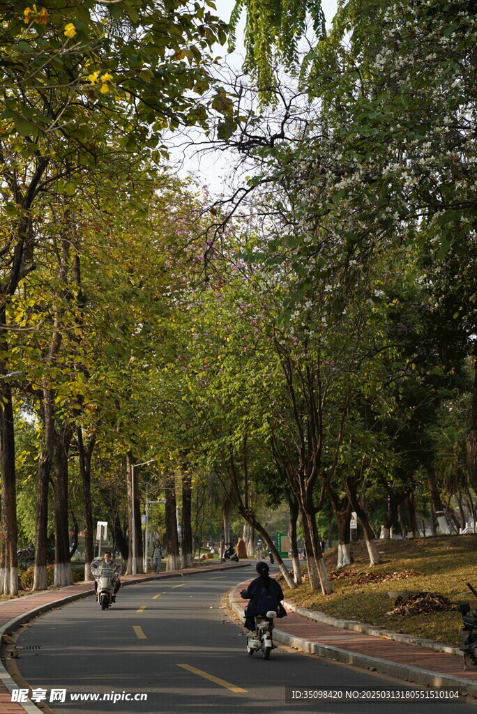 校園小路