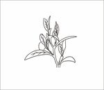 茶葉線稿