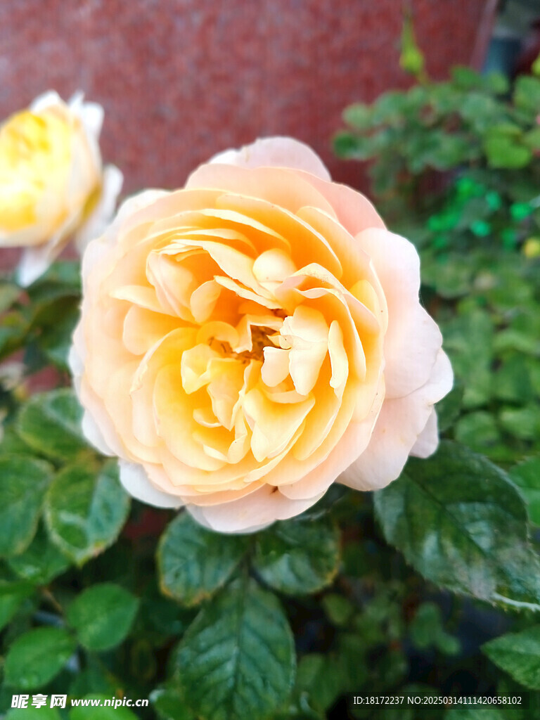 月季