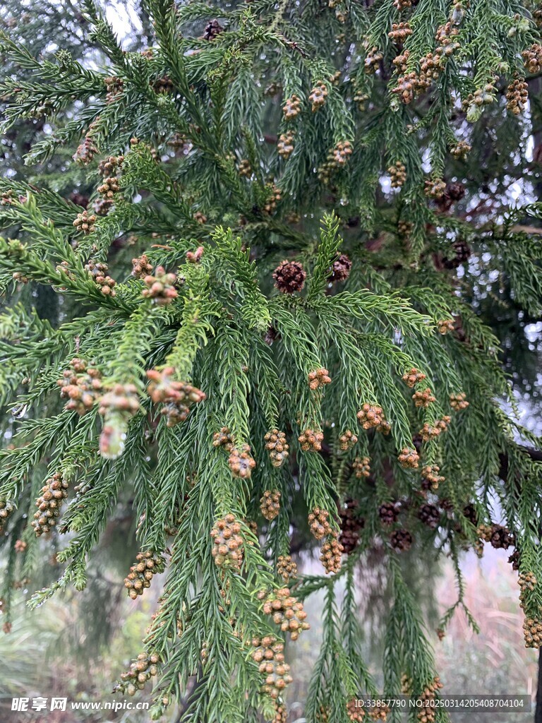 圓柏植物