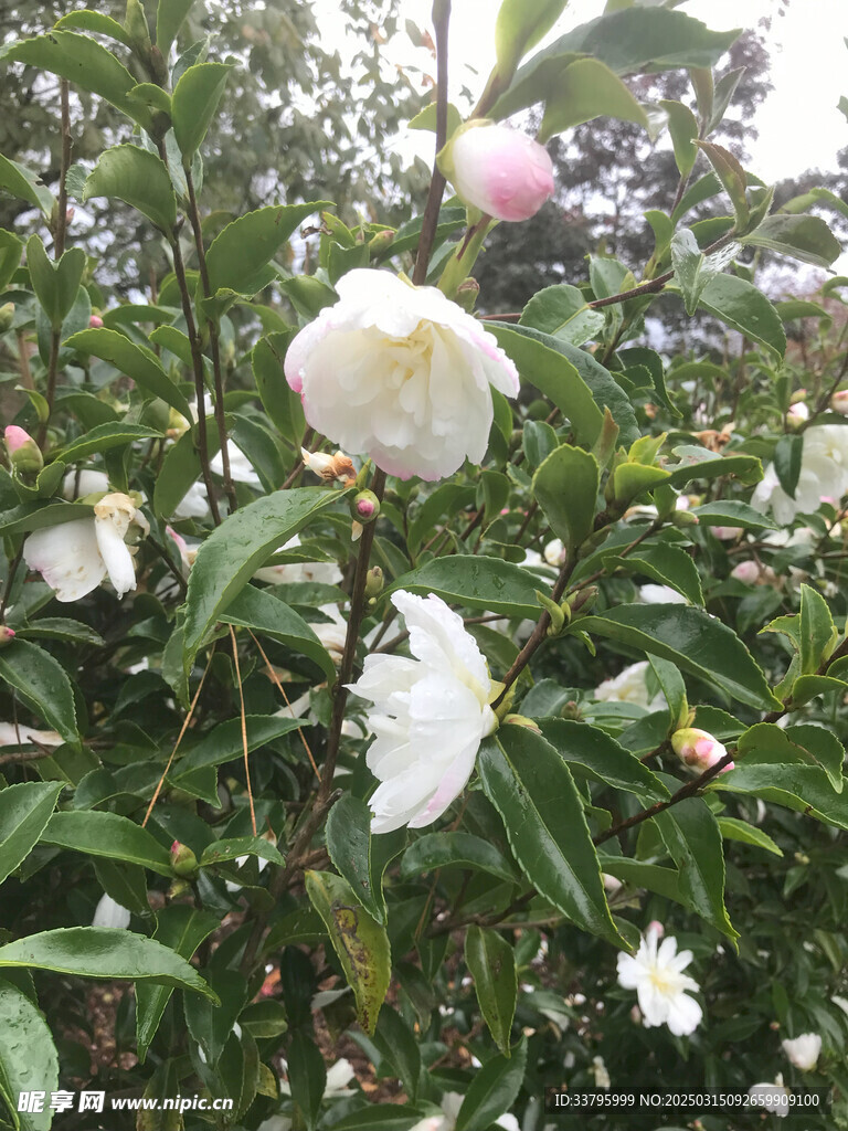 白色的野玫瑰