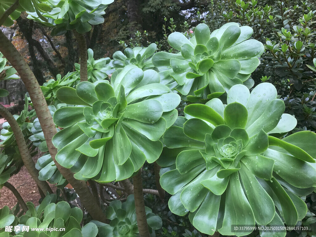 綠色的野花