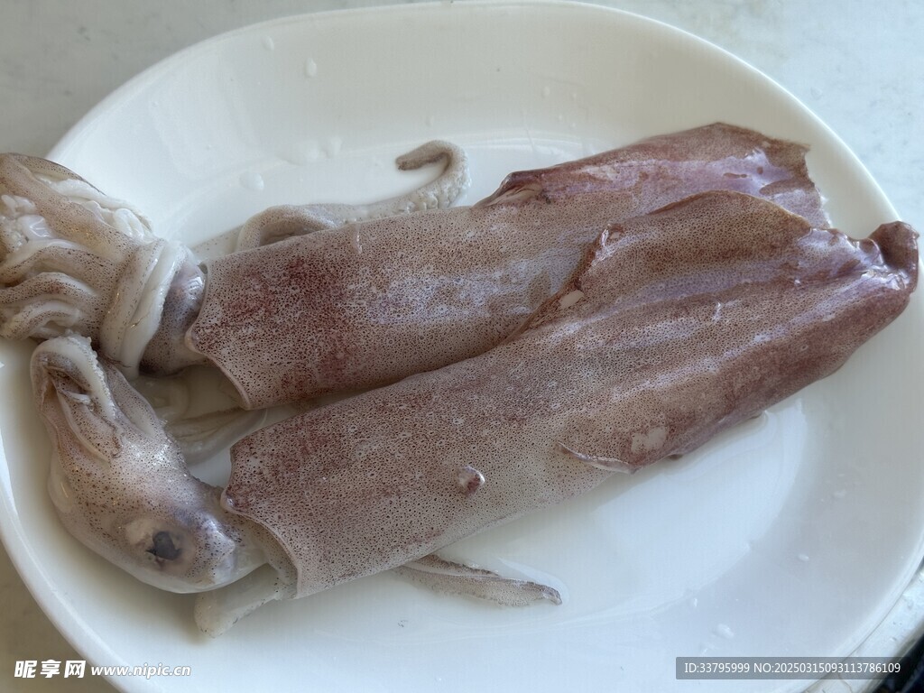 大魷魚