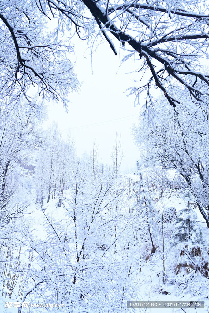 雪景雪松
