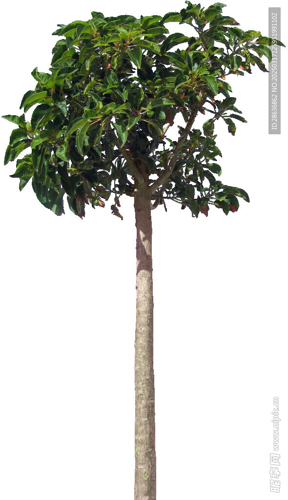園林樹(shù)木