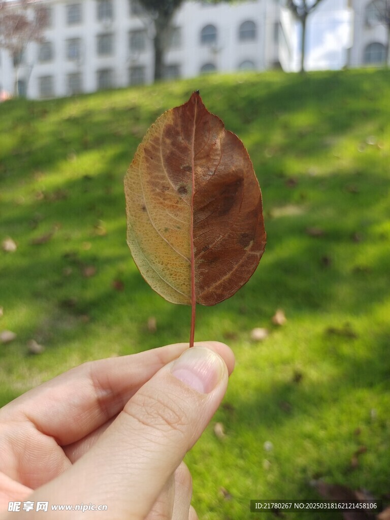 一片樹葉