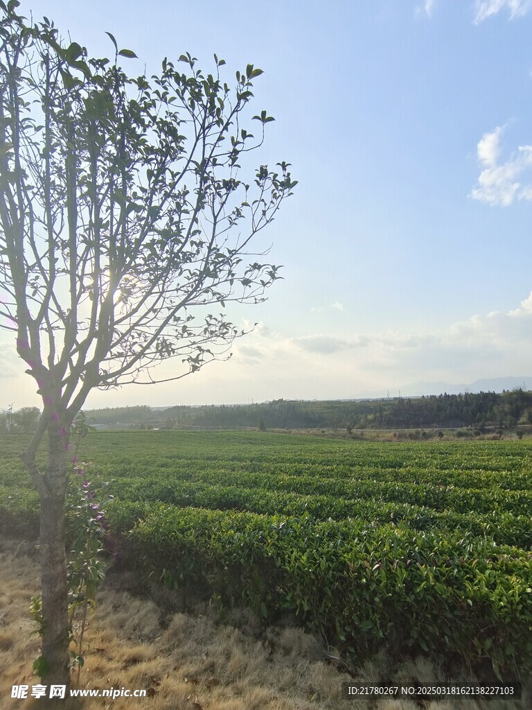 茶園風景