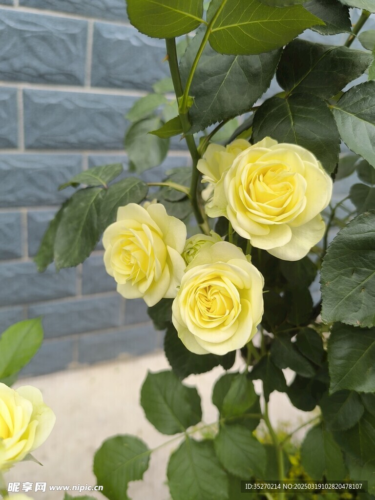 月季