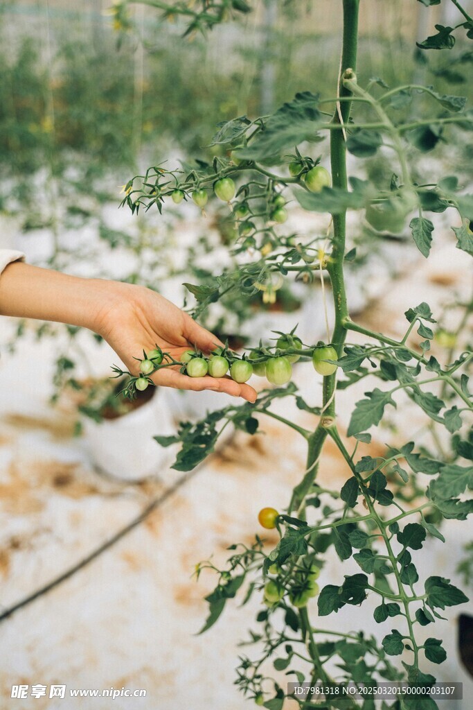 番茄掛果期