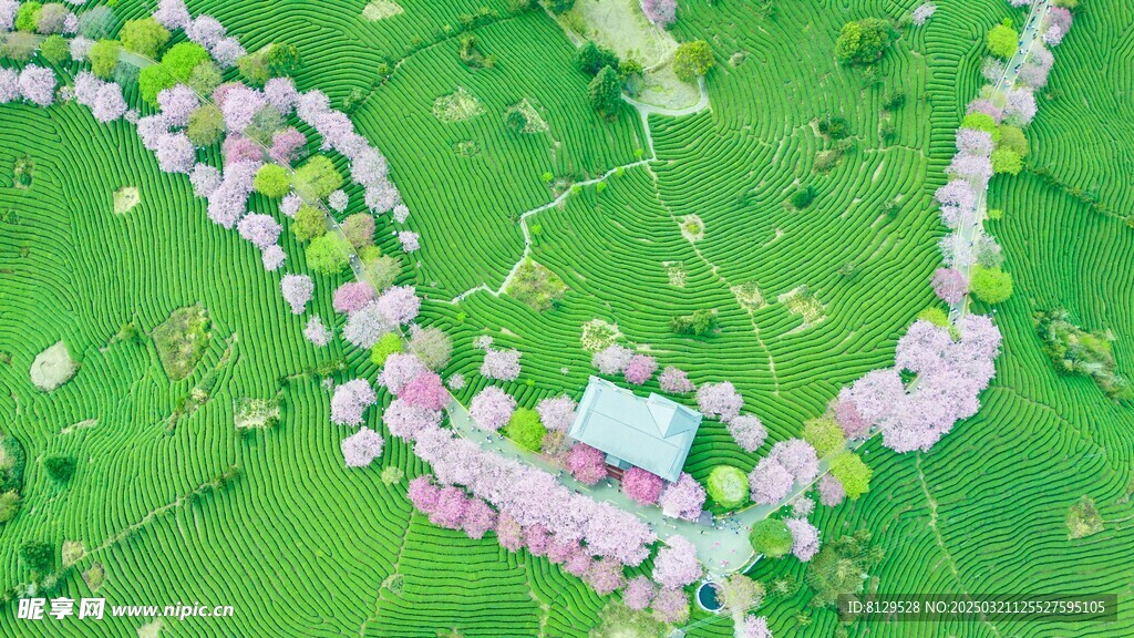 春天美麗的稻田