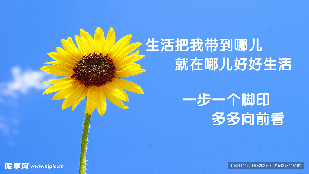 向日葵
