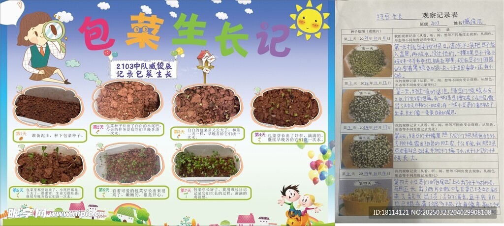 綠豆包菜卷心菜生長(zhǎng)觀察日記