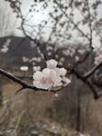 杏花