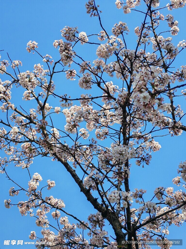 櫻花