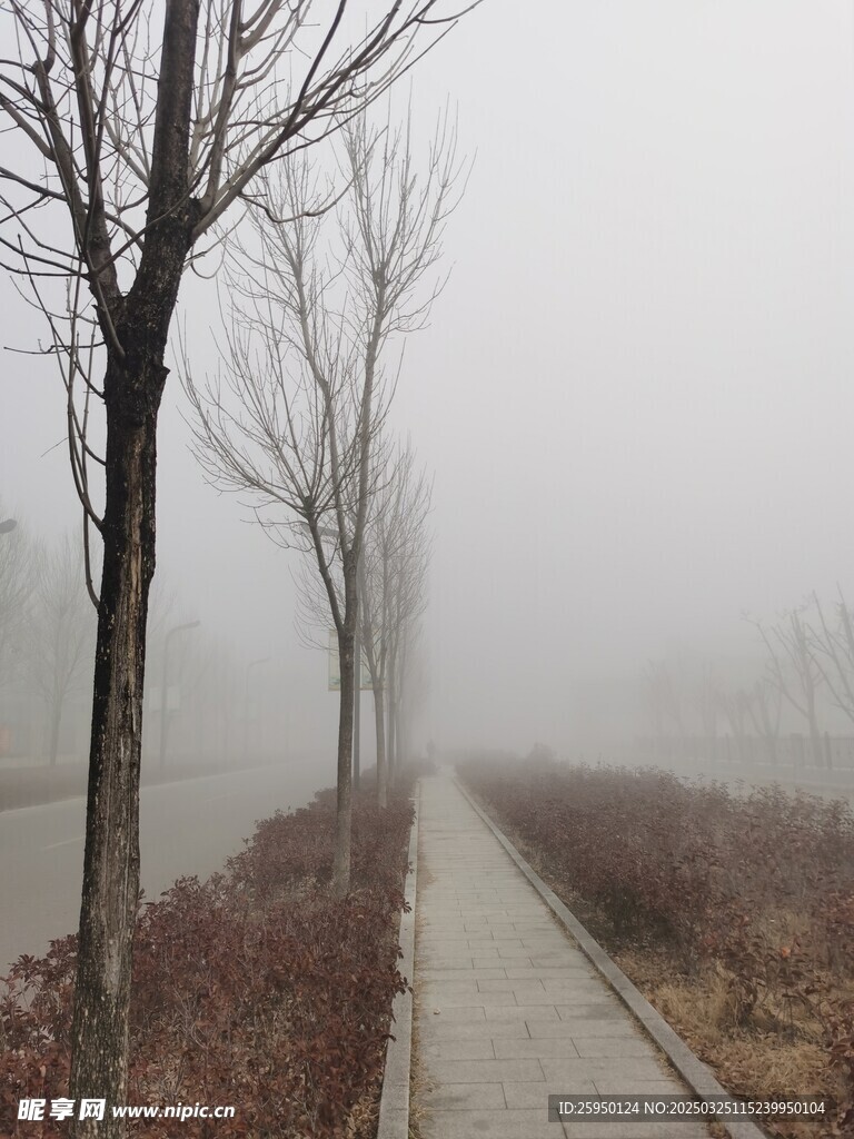 霧里小樹
