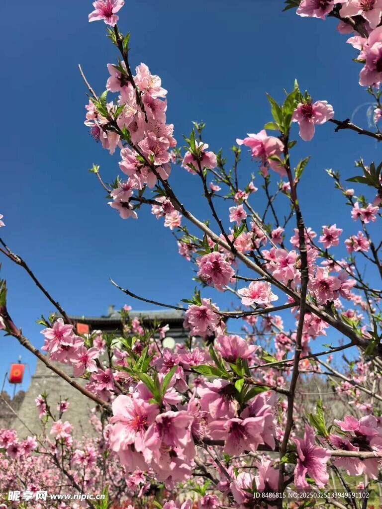 桃花