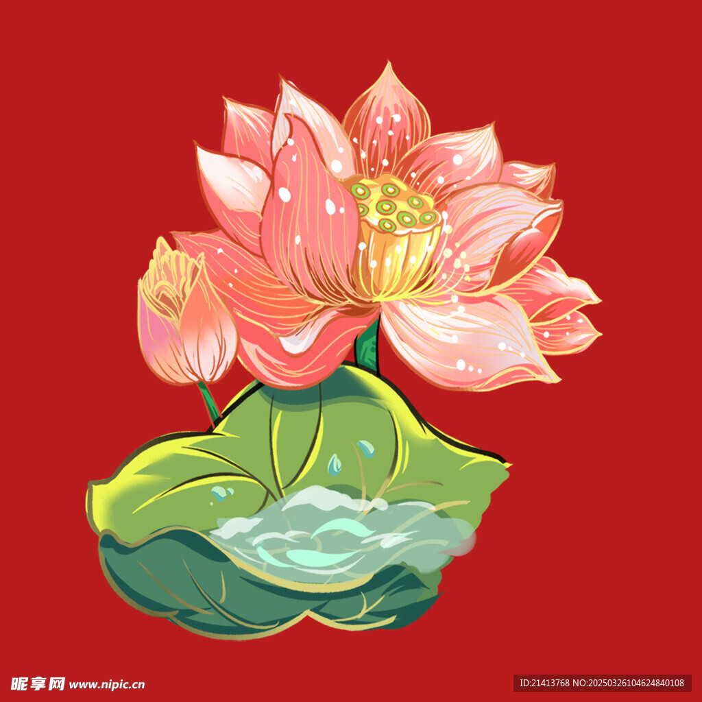 荷花蓮花