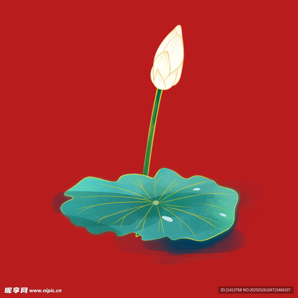 荷花蓮花