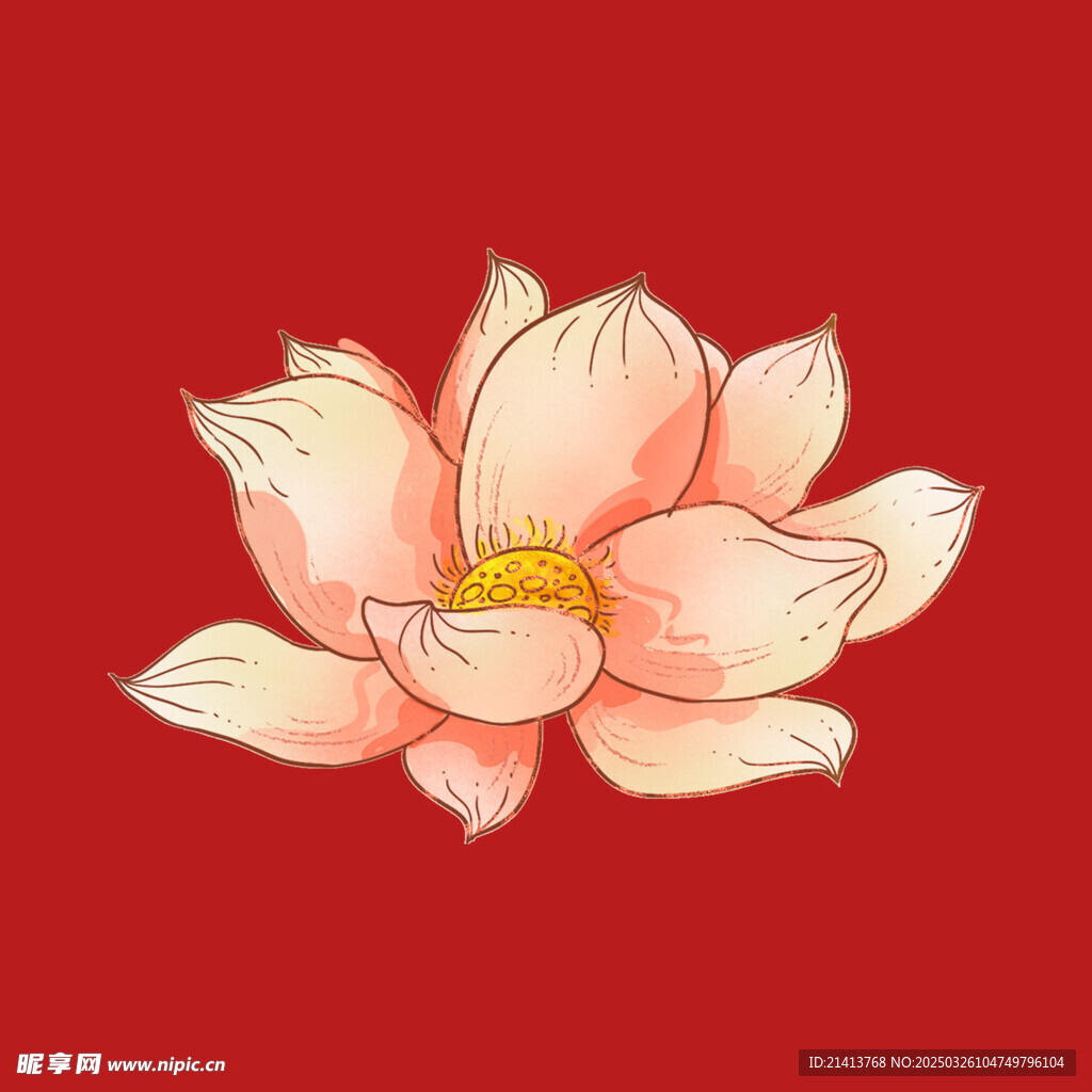 荷花蓮花