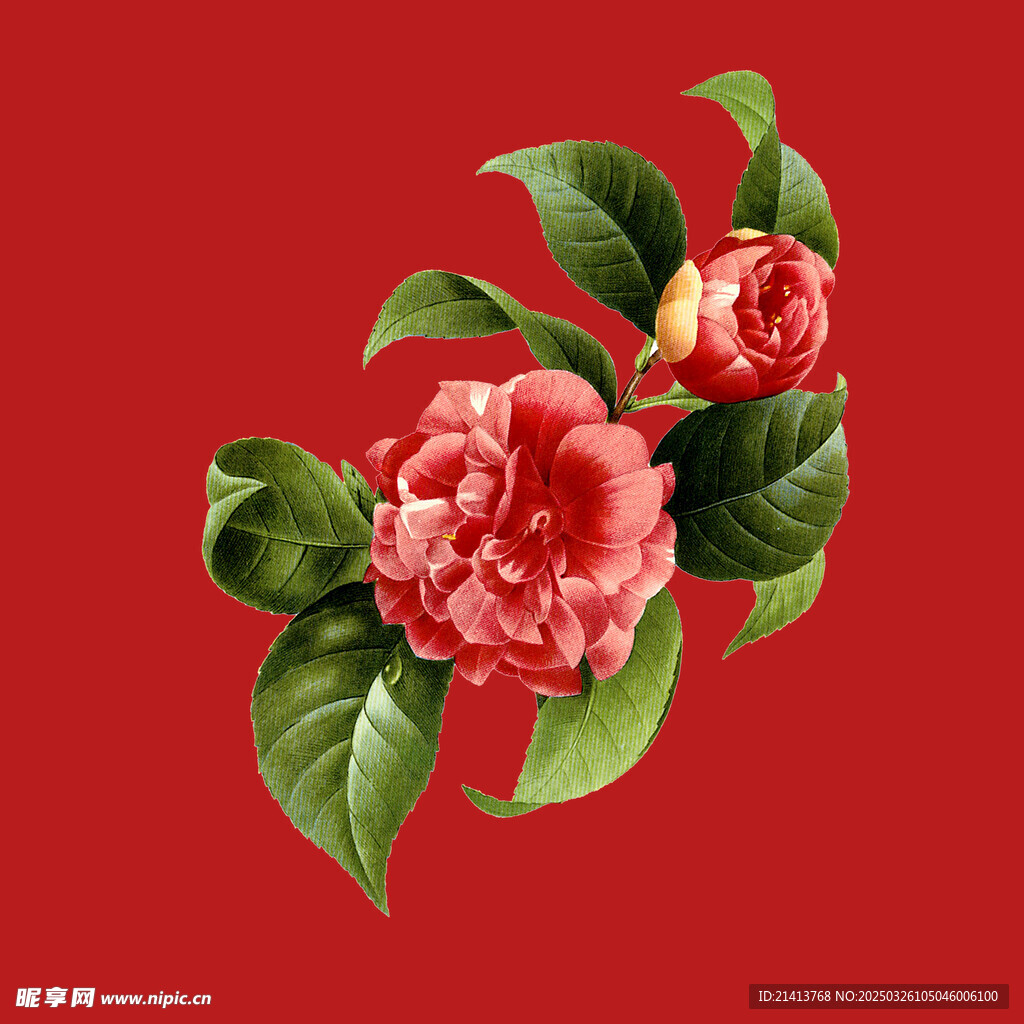 茶花花朵
