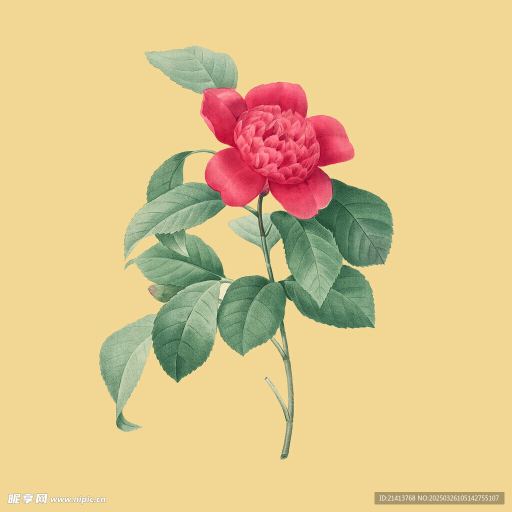 茶花花朵