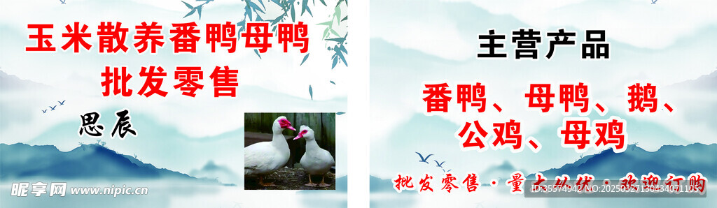 玉米散養(yǎng)番鴨母鴨       