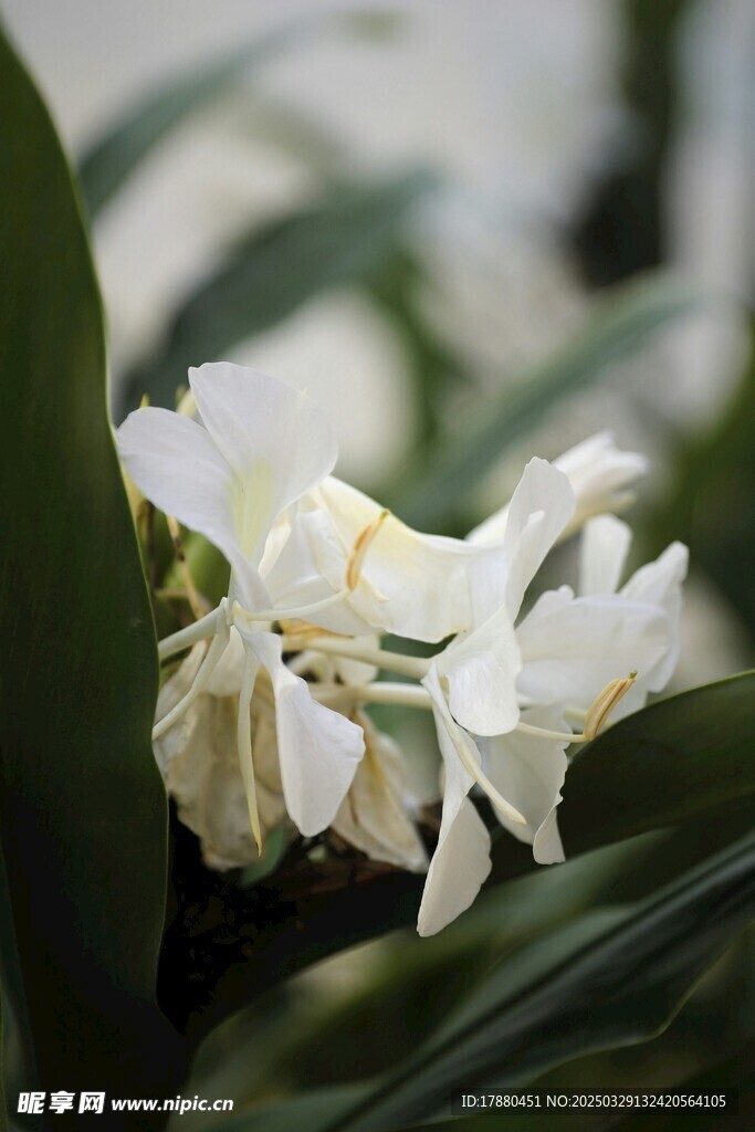 姜花