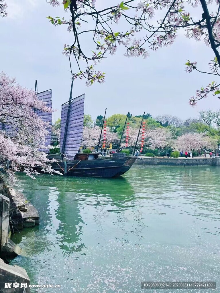 櫻花
