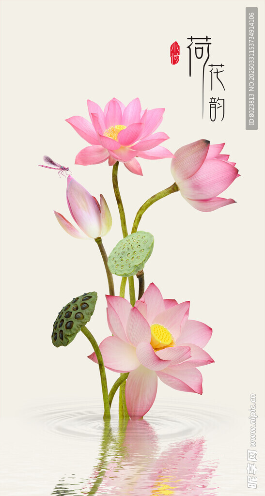 荷花
