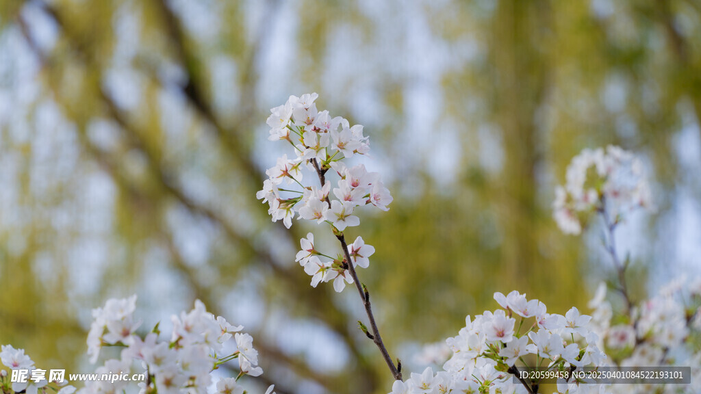 櫻花