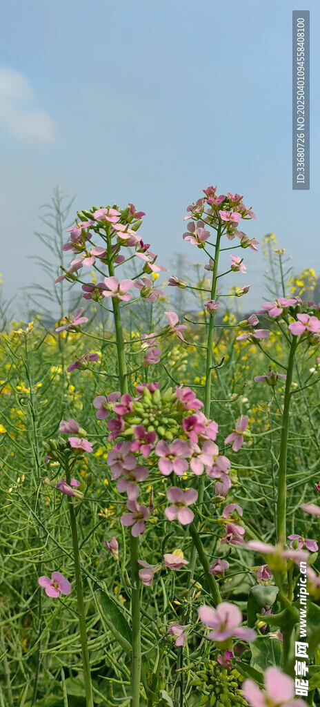 油菜花