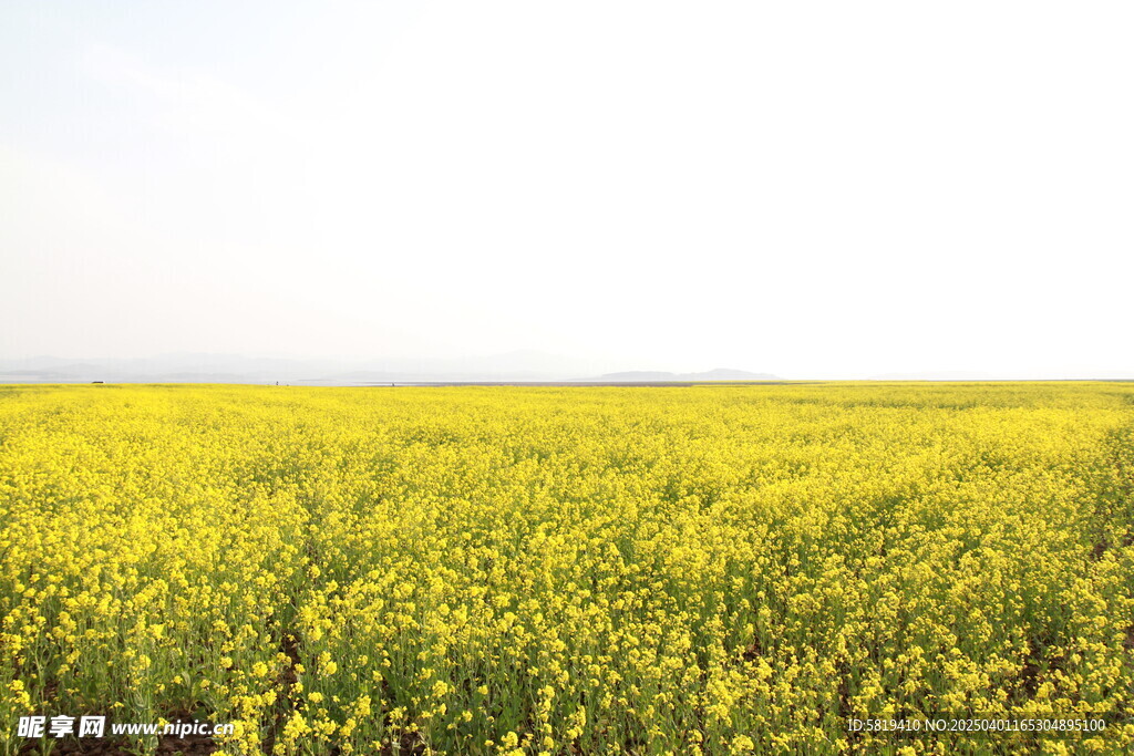 菜花開(kāi)的正艷
