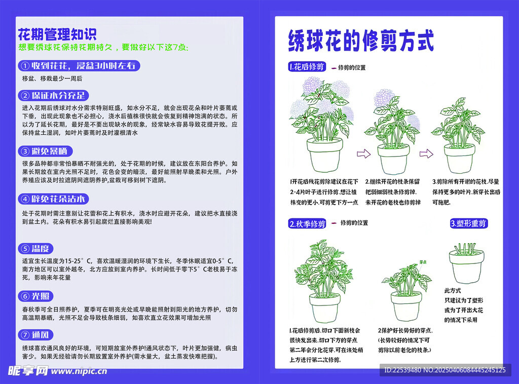 繡球花 修剪 花期