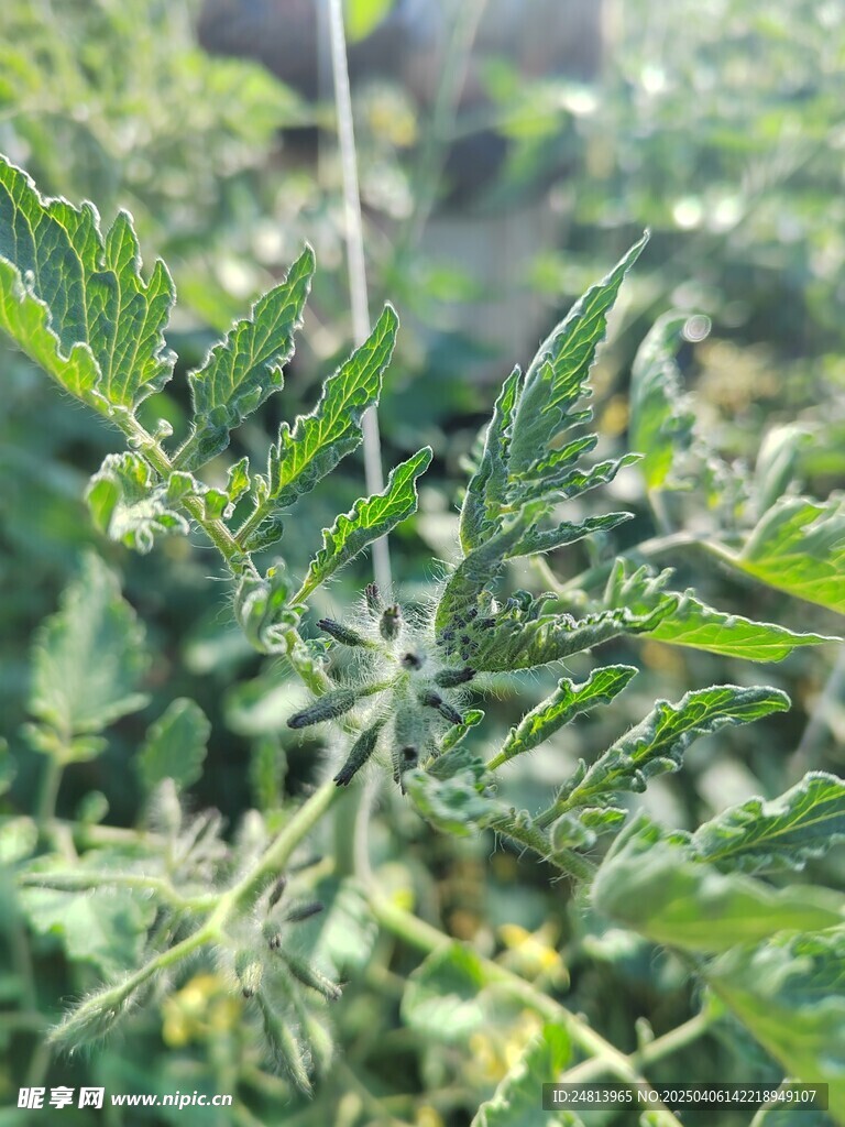 西紅柿花