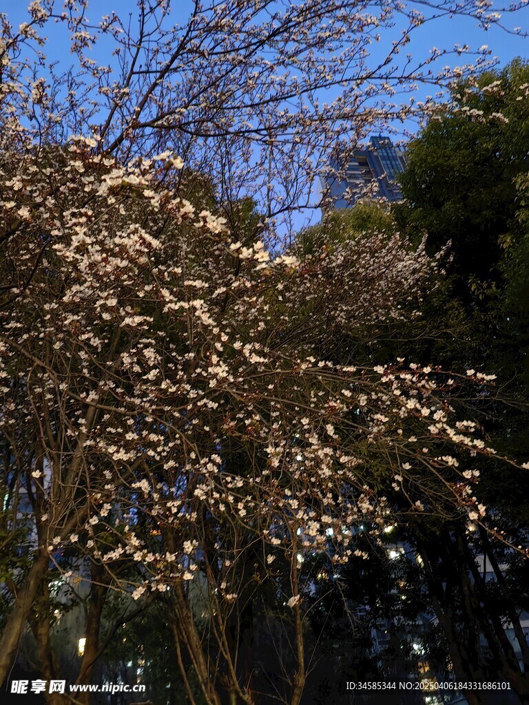 暮色中的小花