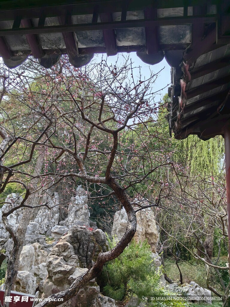 庭院中的樹