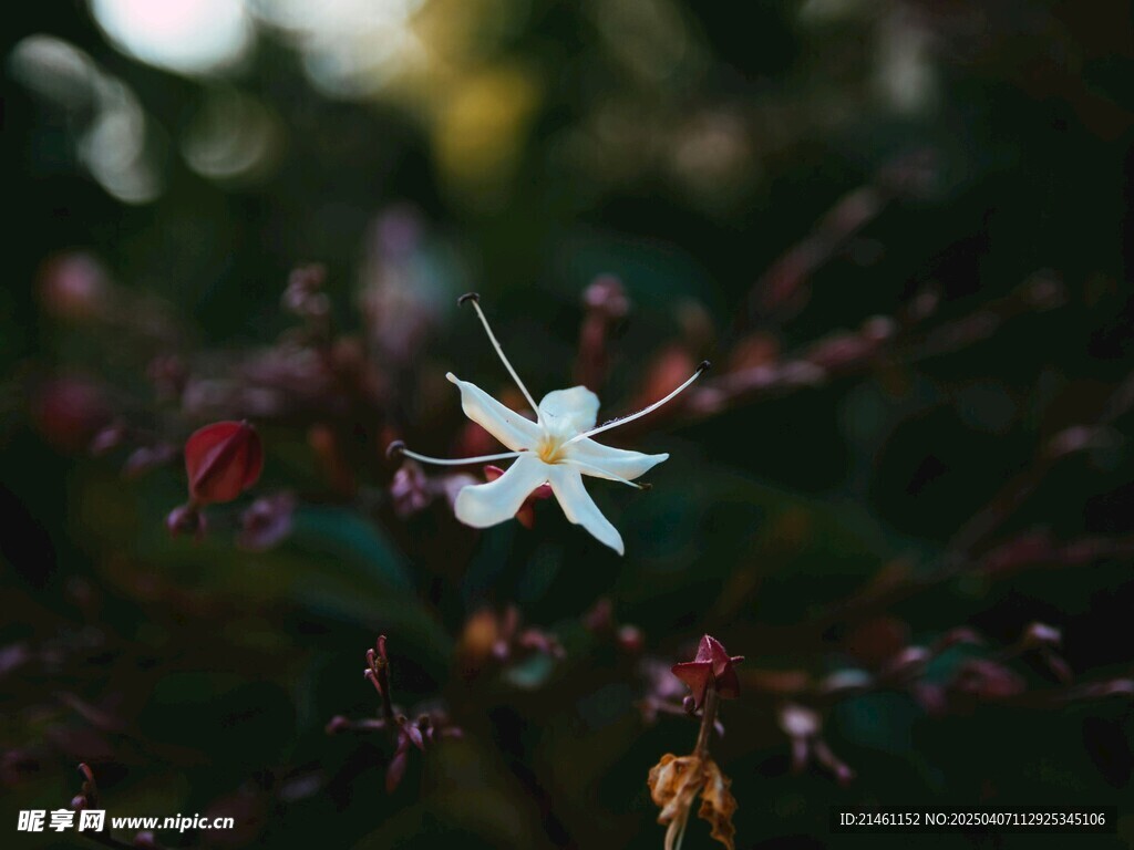 茉莉
