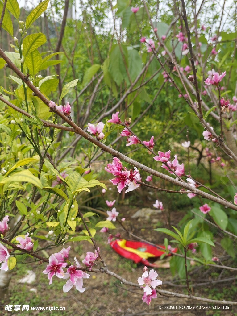 桃花